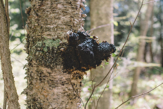Chaga - bist du bereit für ein bisschen Magie?