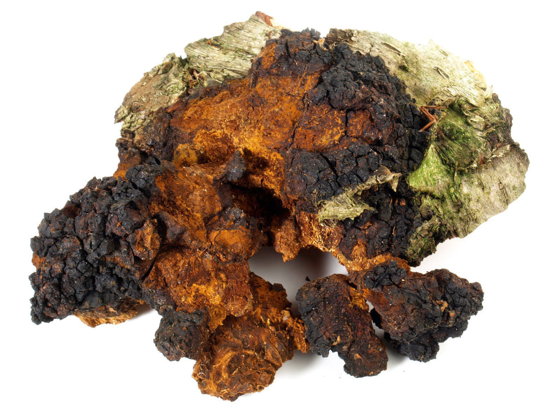 Frisch geernteter Chaga Chonk von der Birke, freigestellt