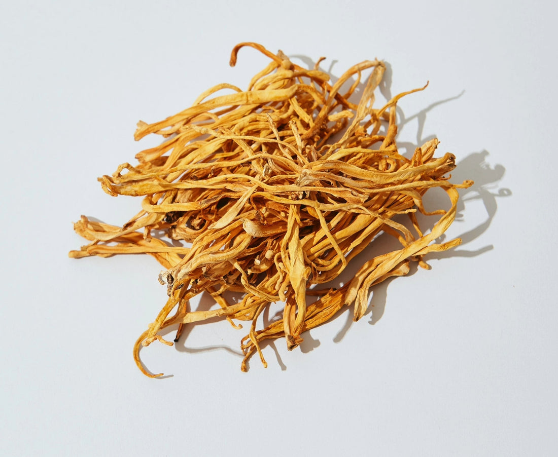 getrockneter Cordyceps freigestellt