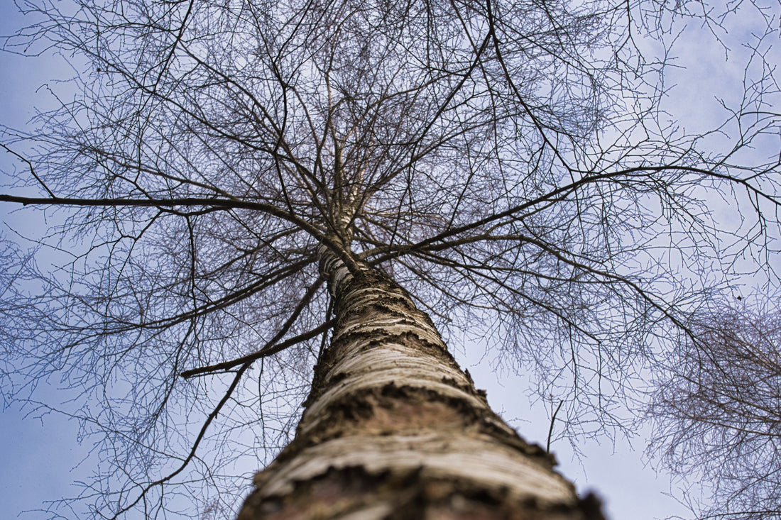 Birkenbaum der in den Himmel ragt im Winter.