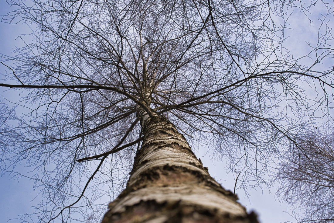 Birkenbaum der in den Himmel ragt im Winter.