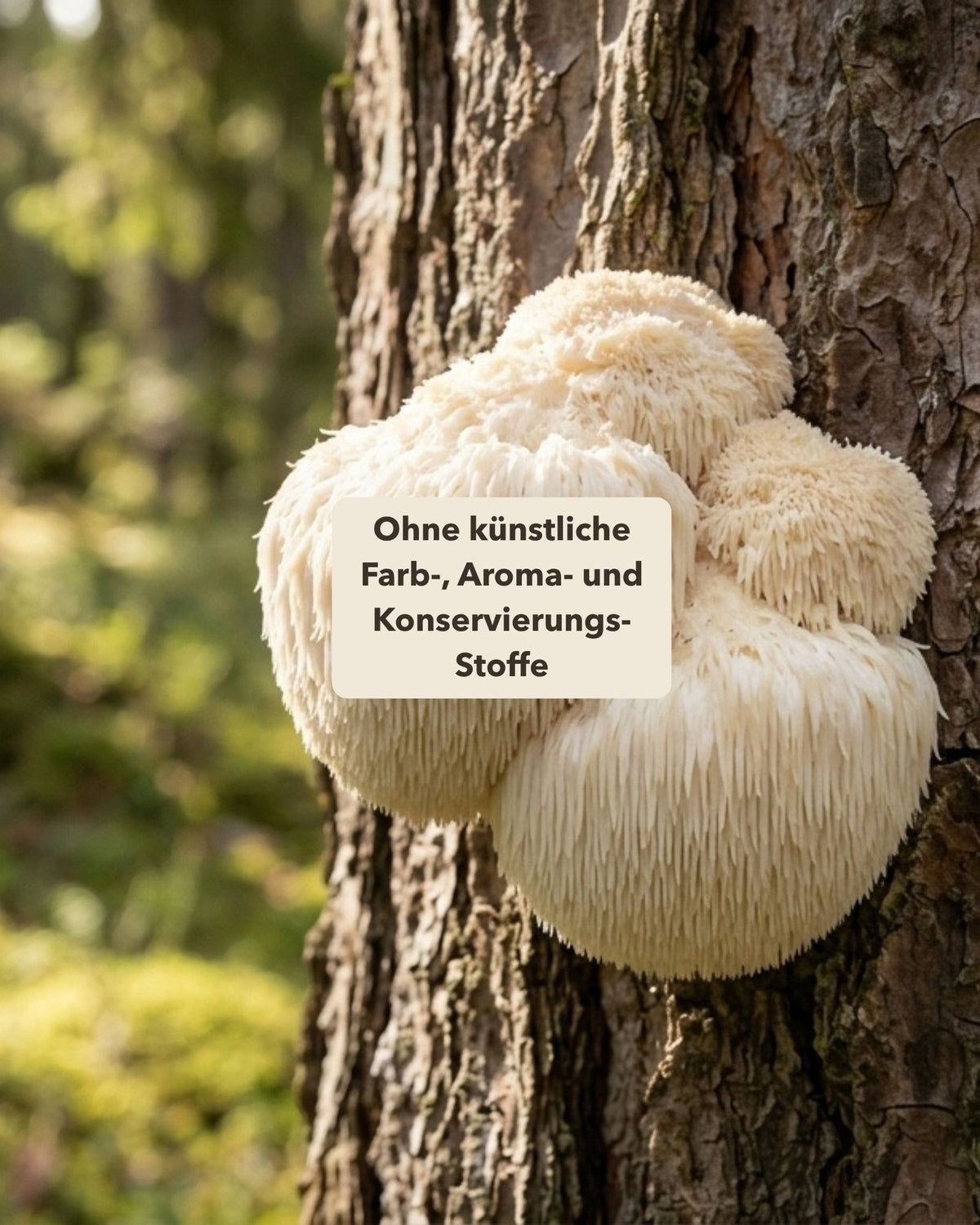 Lions Mane (Igelstachelbart) am Baum. Textoverlay 'Ohne künstliche Farb-, Aroma- und Konservierungs-Stoffe'