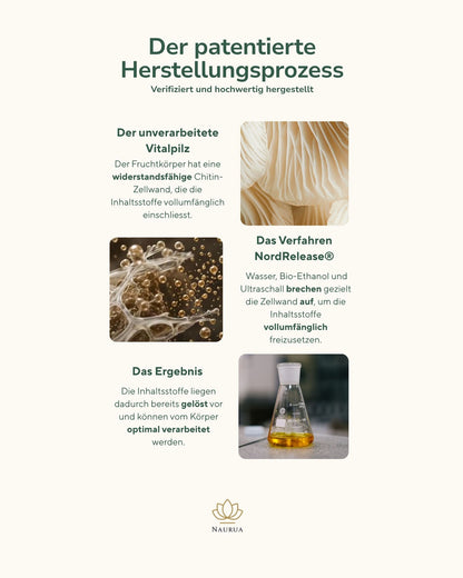 Infografik: Patentierter NordRelease-Herstellungsprozess – vom rohen Vitalpilz über Wasser-Bio-Ethanol-Ultraschall-Extraktion bis zur gelösten, bioverfügbaren Tinktur
