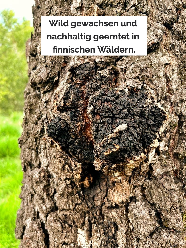 Chaga an einem Baumstamm wachsend. «Wild gewachsen und nachhaltig geerntet in finnischen Wäldern.»