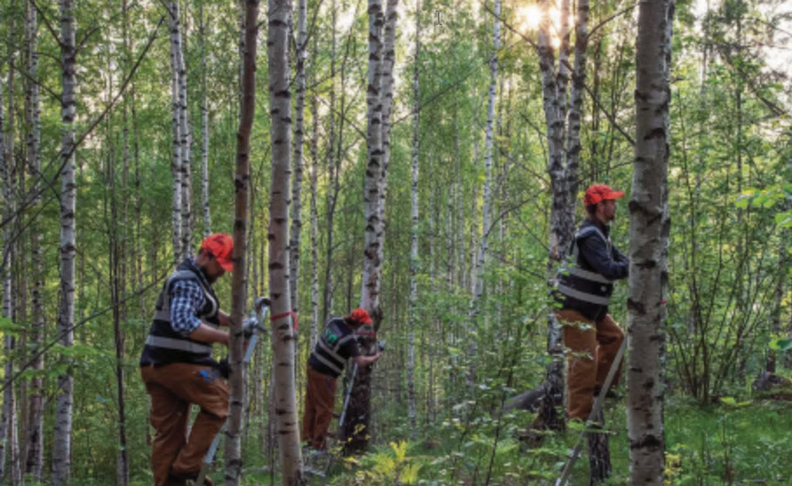 Finnischer Birken-Wald mit 3 Arbeiter die Chaga ernten