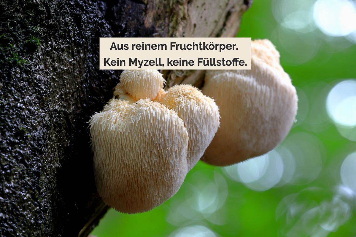 Lion’s Mane am Baum wachsend. «Aus reinem Fruchtkörper. Kein Myzell, keine Füllstoffe.»
