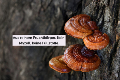Reishi wachsend an einem Baumstamm. «Aus reinem Fruchtkörper. Kein Myzell, keine Füllstoffe.»