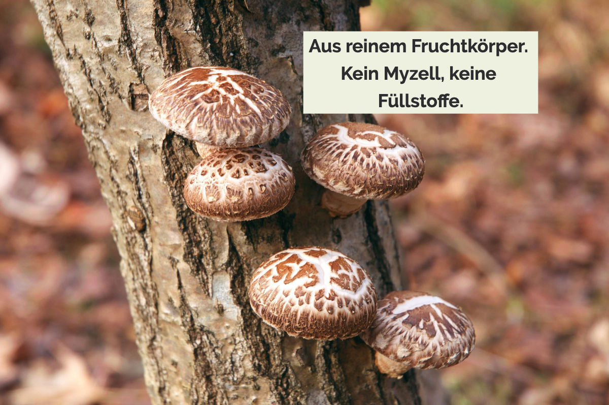 Shiitake wachsend an einem Baumstamm. «Aus reinem Fruchtkörper. Kein Myzell, keine Füllstoffe.»