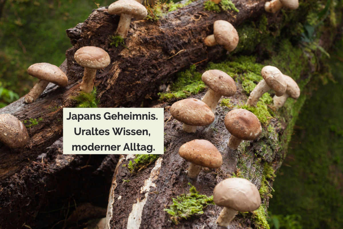 Shiitake wachsend an einem Baumstamm. «Japans Geheimnis. Uraltes Wissen, moderner Alltag.»