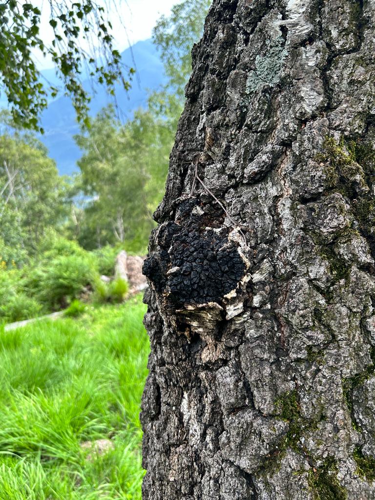 Chaga an einem Baum in Tessin, mein erster Fund