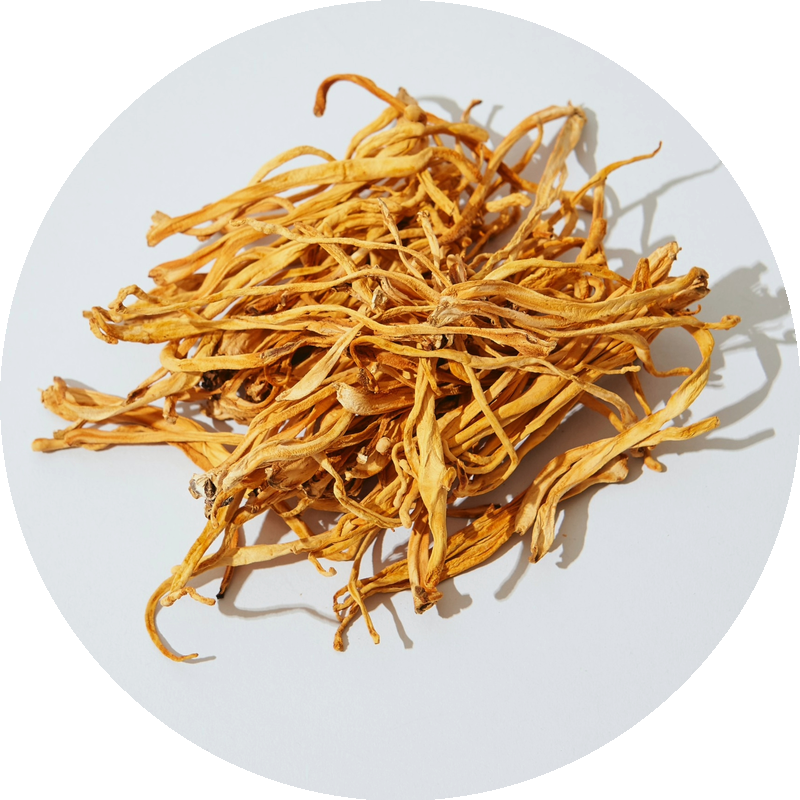 Cordyceps auf einem Teller, getrocknet
