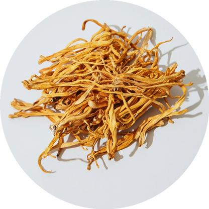 Cordyceps auf einem Teller, getrocknet